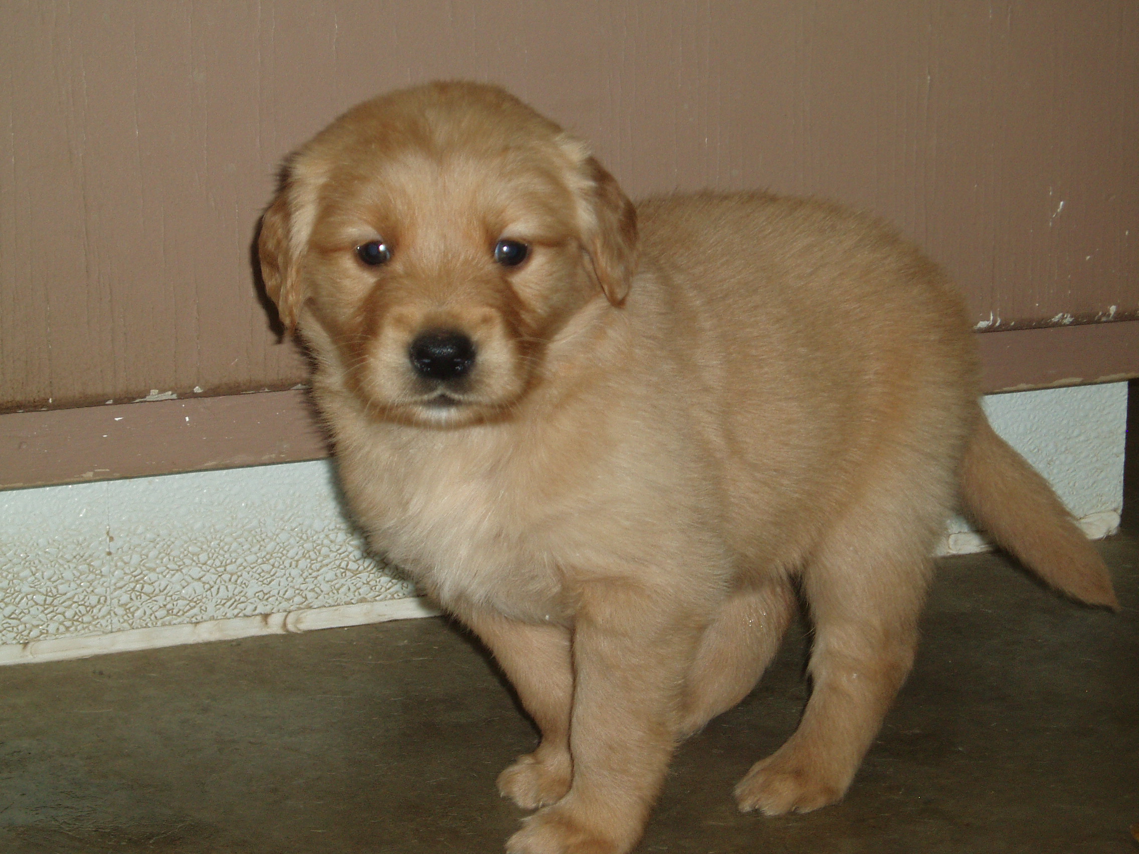 Puppies_5wks_003