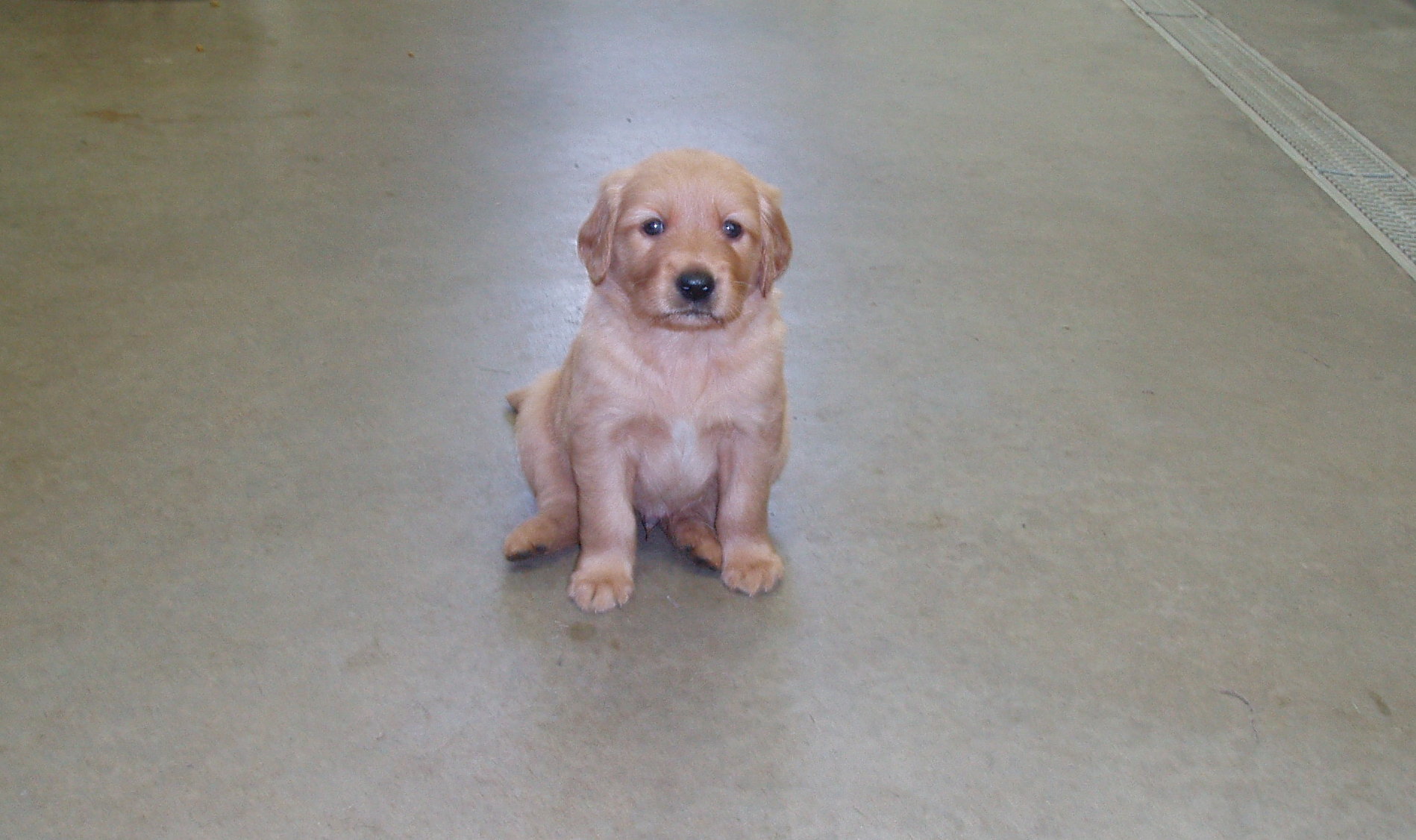 Puppies_5wks_004