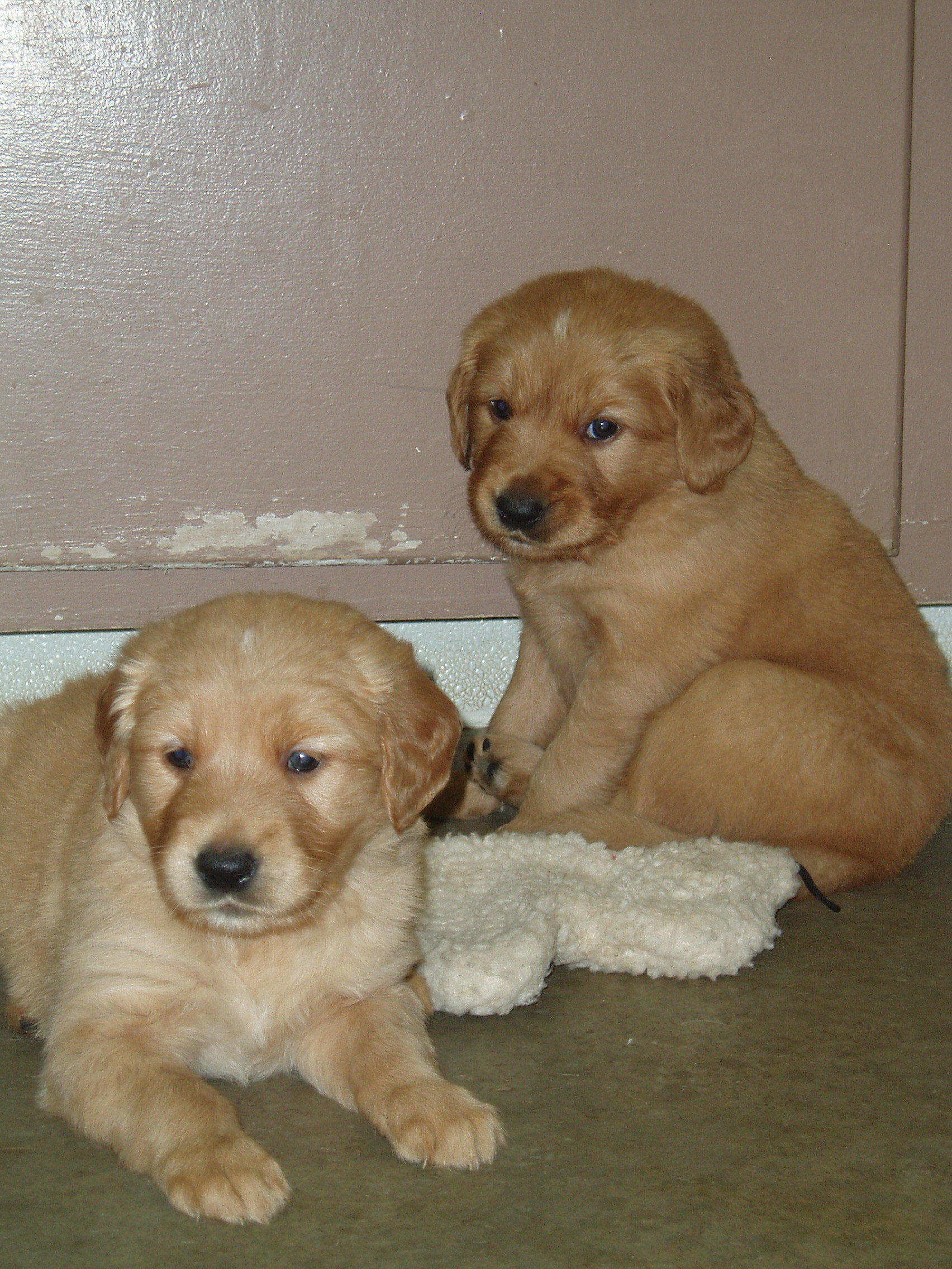Puppies_5wks