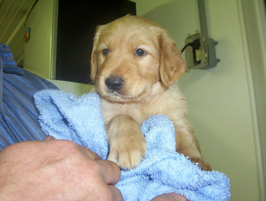 blueblanket