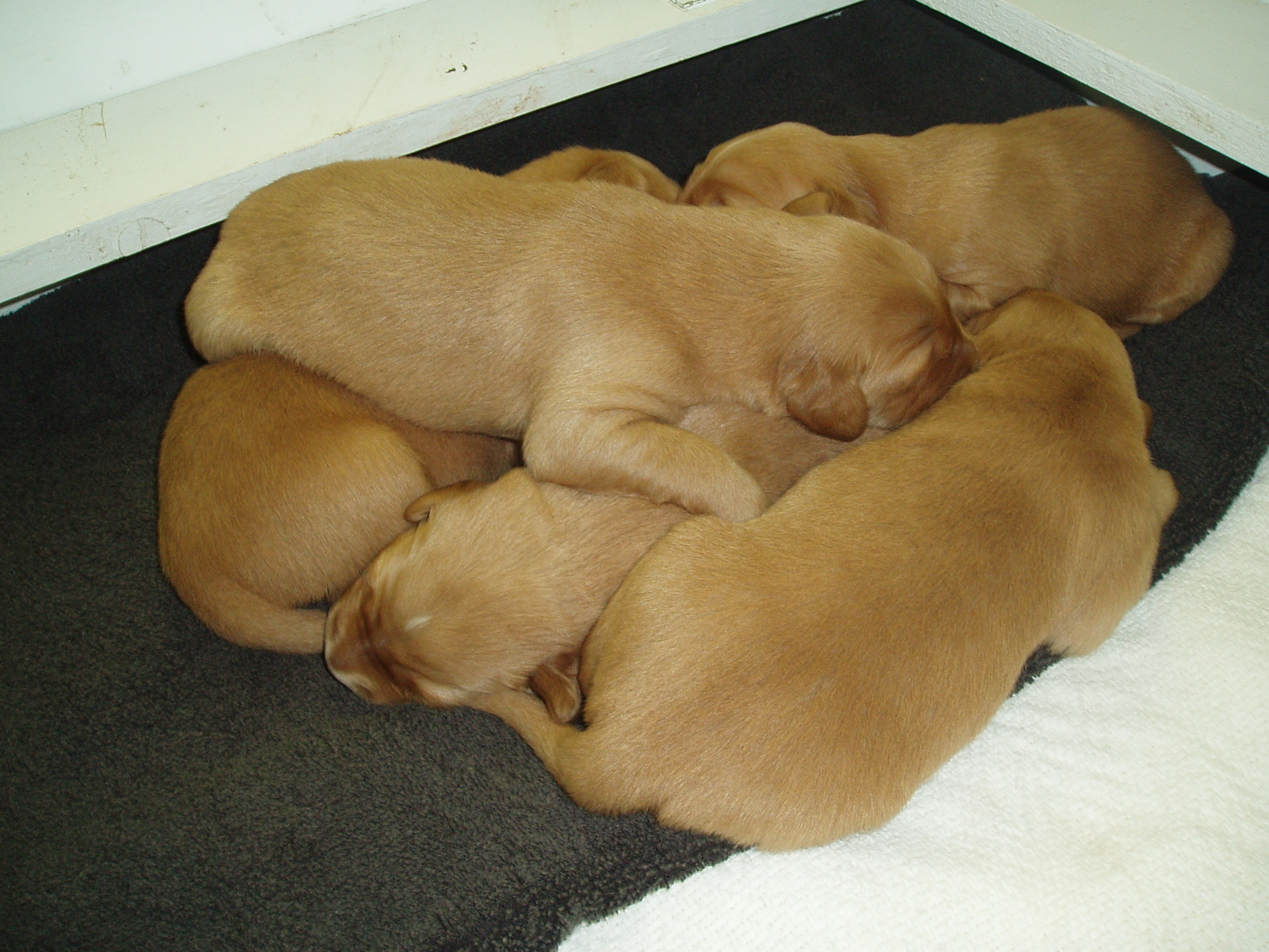 puppies_011