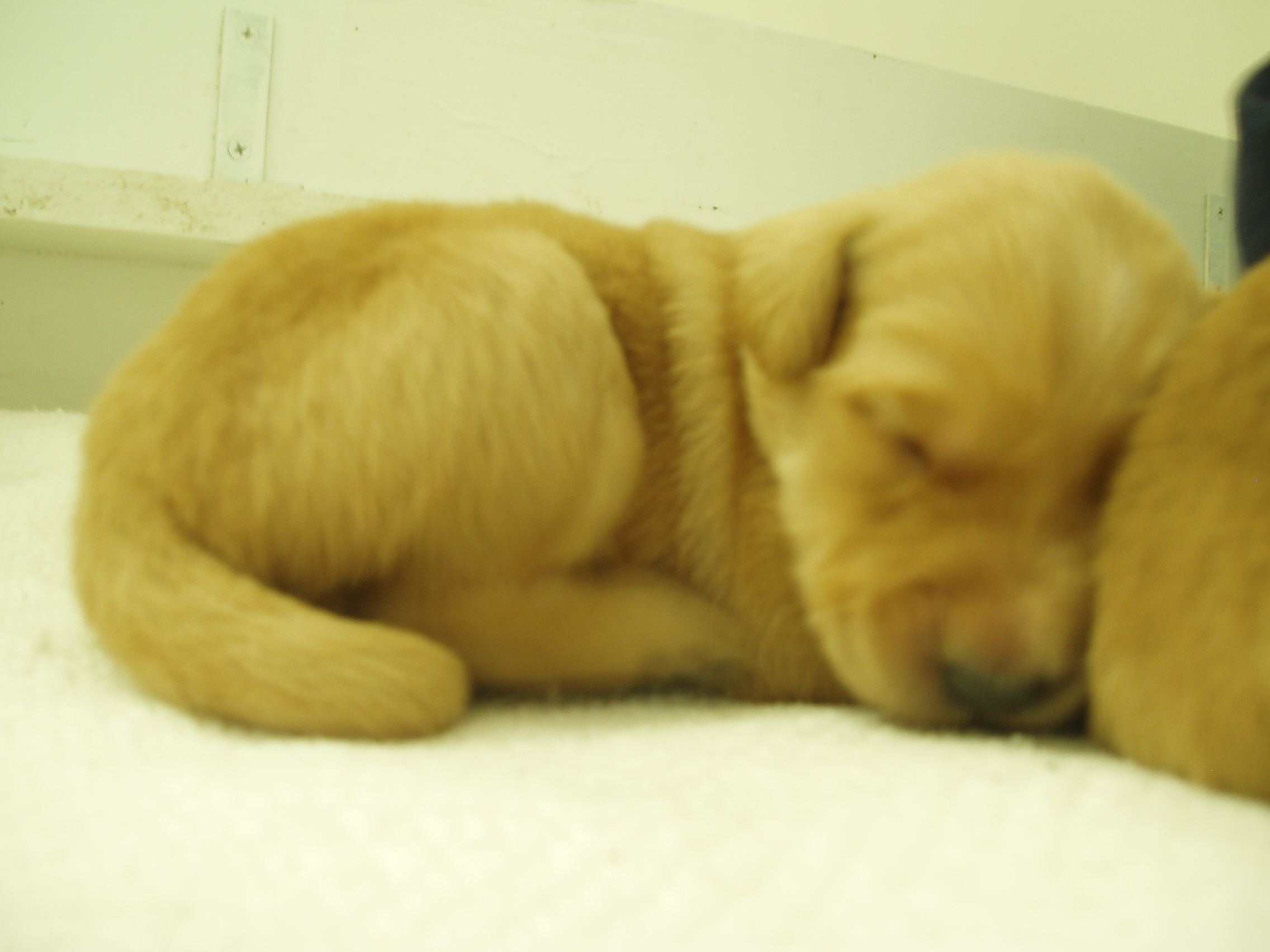 puppies_014