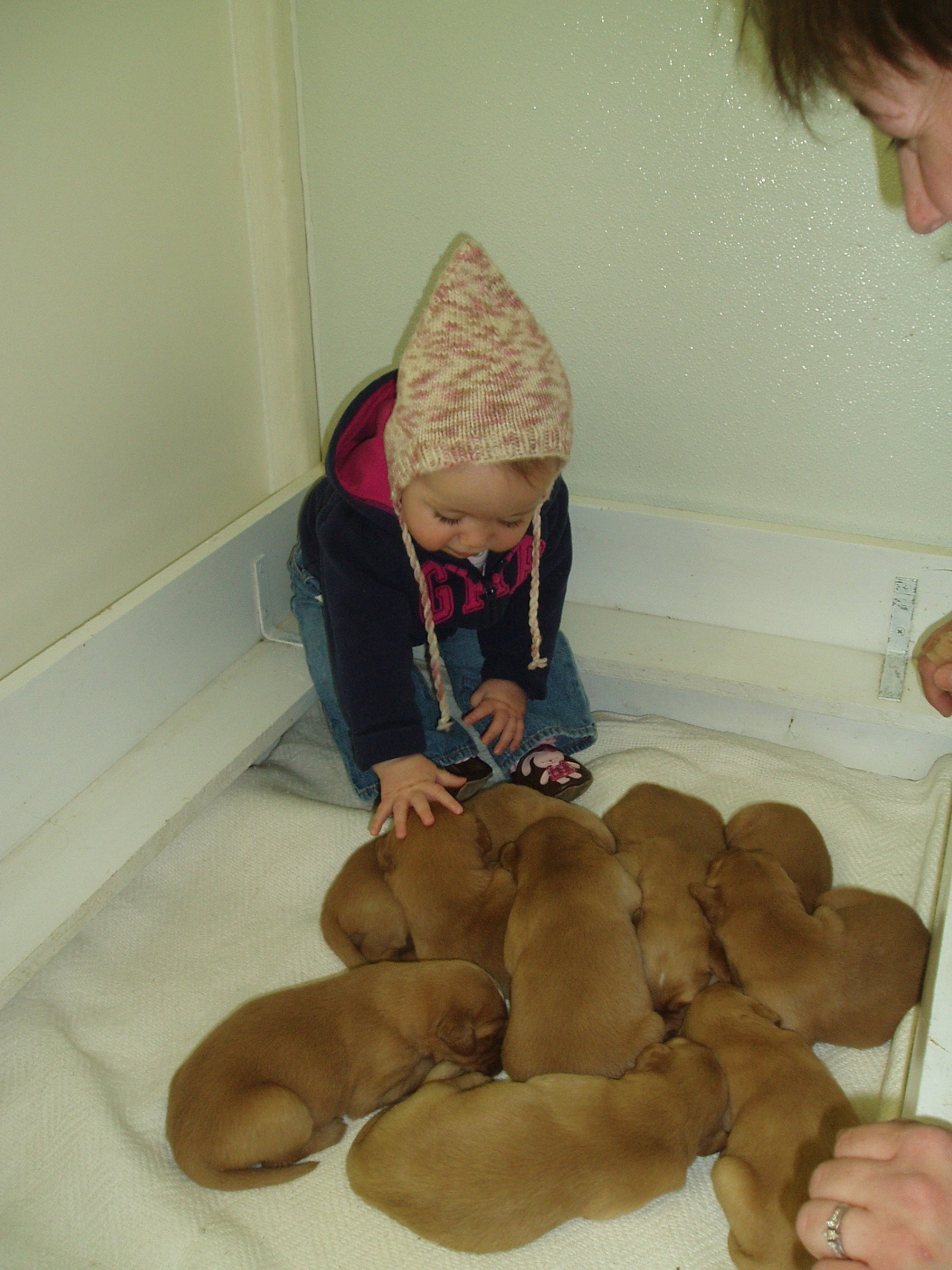 puppies