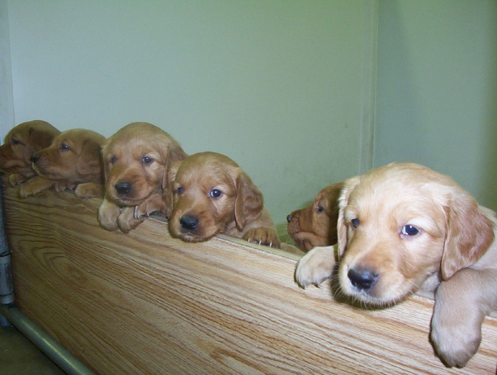pupsinaline