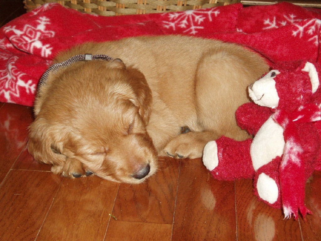 pupsleeping