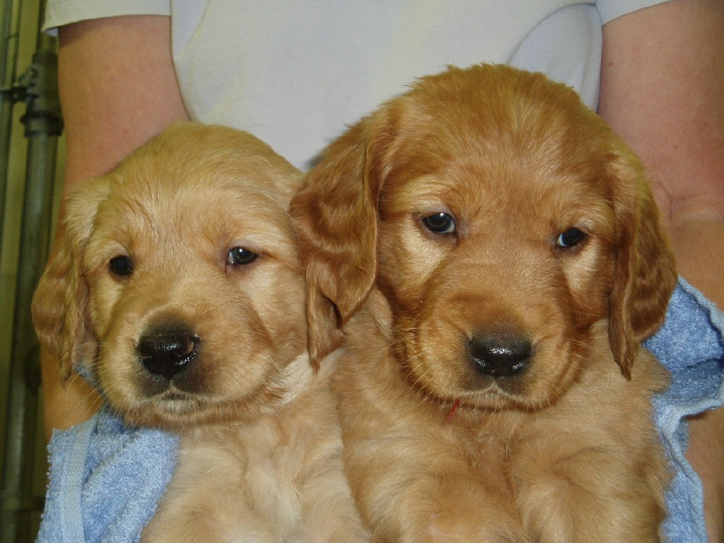 twopups